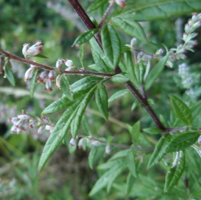 Mugwort Oil  4